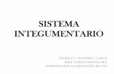 SISTEMA INTEGUMENTARIO - Quia€¦ · SISTEMA INTEGUMENTARIO IRASHLEY I. BULTRÓN LLANOS PROF. CARLOS MONTELARA INTRODUCCIÓN A LA BIOLOGÍA SEC. 095 . FACTORES QUE DETERMINAN EL