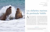 Los elefantes marinos de península Valdés A · 2016-05-14 · son las más comunes para efectuar un censo de elefantes marinos. La primera implica sobrevolar el contorno de la costa