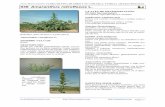 Javier Blasco-Zumeta FLORA DE PINA DE EBRO Y SU COMARCA. …monteriza.com/.../flora/036.amaranthus-retroflexus.pdf · 2020-01-26 · Amaranthus retroflexus Inflorescencia verdes,
