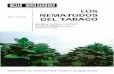 LOS NEMATODOS - mapa.gob.es€¦ · Los nematodos machos y las larvas se encuentran también en la tierra cercana a las raíces de las plantas atacadas. Los daños observables en