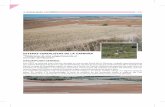 estepas cerealistas de la campiña - Castilla-La Manchaagricultura.jccm.es/inap/archivos/campina_zepa_fich.pdf · esteparias como el aguilucho cenizo. Igualmente es conveniente controlar