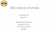 Wild relatives of cereals - siirt.edu.tr · If you are interested in wild relatives of cereals, Please e-mail to y.kaya@siirt.edu.tr All photos are original and have been taken by