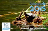 Calendarío 2015 - Proxecto Ríosproxectorios.org/files/descargas/CalendaRio_2015.pdf · Réptiles dos ríos galegos Lagarto das silvas (Lacerta schreiberi). Especie que noutros idiomas