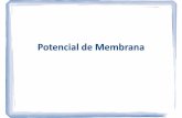 3. Potencial de Membrana...Potencial de membrana •Todas las células del organismo mantienen una diferencia de potencial eléctrico a través de la membrana. •Este “potencial