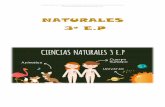 NATURALES 3º E · 2018-11-06 · 3º E.P . Carmen Brezmes. ... Los nutrientes pasan por diferentes procesos que ayudan a repartirlos por todo nuestro cuerpo. Esto es ... Ordena los