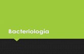 Bacteriología - WordPress.com · Estructura Bacteriana. Fisión Binaria. Tinciones. Morfología y Agrupamiento. Otras estructuras •Ribosomas •Nucleoide •Flagelos •Filamentos