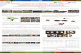 Presentación de PowerPoint - Fedepalmaweb.fedepalma.org/sites/default/files/files/Cenipalma... · 2017-09-26 · Las larvas de S. aloeus se desarrollan en los residuos de los estípites