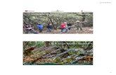 (Daniel Guinart y Narcis Vicens) · del Parc Natural del Montseny dentro de las categorias de “Muy alto” y “Alto” interés de conservación. Pediacus dermestoides Mejora del