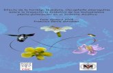 Efecto de la hormiga tejedora,hera.ugr.es/tesisugr/23664599.pdf · 2014-11-18 · Efecto de la hormiga tejedora, Oecophylla smaragdina, sobre la trayectoria evolutiva de los mutualismos