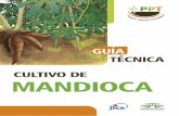 MANDIOCA...Agradecemos por el apoyo al Proyecto “Adopción de Paquetes Tecnológicos para cultivos producidos por Pequeños Productores Rurales del Paraguay” en el cultivo de mandioca,