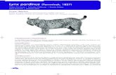 Lynx pardinus (Temminck, 1827) - Ministerio para la ... · Sólo se detectó reproducción en dos subpoblaciones, una en Doñana y otra en Sierra Morena occidental. La densidad media