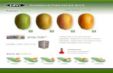 cavi Proveedora de Frutas Cavi S.A. de C.V. Disponibilidad ... · caw 16.5 kg. /35 libras 48 cajas x pallet Tamaños / Size 7-8-9-11-12 Zona de Cultivo Chiapas Yucatán Campeche Colima