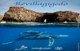 Islas de Revillagigedo - Buceo y Viajes1).pdf · Otro de los acontecimientos estrella de este lugar es la presencia de ballenas jorobadas, que tiene lugar durante los meses de invierno,