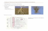 Tema 9 : Estructura general de las plantas vasculares ...csouto.webs.uvigo.es/tema9estructgeneral.pdf · Tema 9 : Estructura general de las plantas vasculares. La Raíz. Estructura