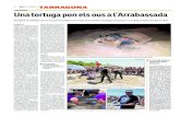 2 diarimés 27/08/2014 TARRAGONA Una tortuga pon els ous …terrani. A la Mediterrània, de les tres espècies de tor-tugues que hi ha, és la més abundant. La tortuga baba-ua es