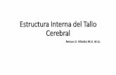 Estructura Interna del Tallo Cerebral - Universidad Icesi › ... › 2018 › 09 › Estructura-Interna-Tallo-Cer… · Corteza cerebral (24, 9 y 10, 8 y 6) Amígdala, núcleos central
