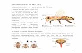 Descripció de les Abelles - Didàctica Escoladidacticaescola.com › wp-content › uploads › 2015 › 09 › LES... · L'abella adulta és de color bru i té una grandària de