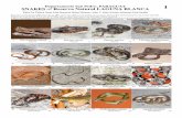 570-01 Snakes of Laguna Blanca b1fieldguides.fieldmuseum.org/sites/default/files/... · Departamento San Pedro, PARAGUAY SNAKES of Reserva Natural LAGUNA BLANCA Para La Tierra (Jean-Paul
