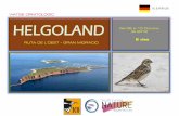 VIATGE ORNITOLÒGIC HELGOLAND · 2019-05-23 · de trasllat a l’hotelinclòs) i resta de tarda lliure per començar a fer les primeres observacions d’ocells. A Helgoland s’hanobservat