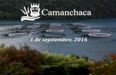 1 de septiembre, 2016 - Camanchaca · 2 Resultados Enero – Junio 2016 (millones de dólares) EBITDA (sin Fair Value) Resultado 4,4 2015 2016 1,9 2,0 -0,7 3,1 -2,6 -0,5 1,4 Pesca