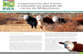 Importancia del frame o tamaño en ganado de carne de ...biblioteca.inia.cl/medios/biblioteca/informativos/NR41492.pdf · Animales de gran tamaño, con un alto potencial de crecimiento