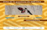 FENOLOGÍA - Malagastatic.malaga.es/.../descargas/archivos/0/2/271920/treparriscos.pdf · Los treparriscos han sido citado también en ambientes humanos como viejas iglesias de piedra
