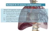 BLOQUE III: El sistema cardiopulmonarbiologiaygeologia.weebly.com/.../1/0/5/9105909/tema5.ap_respiratori… · BLOQUE III: El sistema cardiopulmonar Tema 5.-El aparato respiratorio