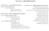 Divisio: UMYCOTA · Basidiomycotina bazidija i bazidiospore lamele lameloznog himenofora parafize . TIPOVI HIMENOFORA listast (lamelozan) himenofor bodljast himenofor cjevast himenofor