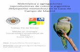 (Myiopsitta monachus) en la Casa de Campo de Madrid · 2017-12-29 · Universidad Complutense de Madrid . Máster Universitario en Zoología . NIDOTÓPICA Y AGREGACIONES REPRODUCTORAS