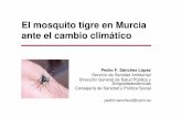El mosquito tigre en Murcia ante el cambio climático · Consejería de Sanidad y Política Social pedrof.sanchez2@carm.es. El mosquito tigre asiático Aedes albopictus Una de las