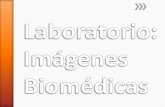 Prácticas: Imágenes biomédicas · 2014-09-26 · 17/10 Subgrupo 2 clase2:"MATLAB para Imágenes", B2.30 24/10 Subgrupo 1 clase3 :"Introducción ImageJ" B1.35 31/10 Subgrupo 2 clase3