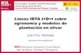 Líneas IRTA I+D+t sobre agronomía y modelos de plantación ... · IX Foro INIA “OLIVAR Y ACEITE DE OLIVA” ... Manual Semimecánica Mecànica Manual Semimecànica Mecànica Esporga