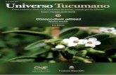 ISSN 2618-3161 Universo Tucumano · 3 Muña muña Clinopodium gilliesii Eva Bulacio Fundación Miguel Lillo Clase Magnoliopsida ... l género Clinopodium fue descripto en 1753 por