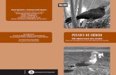 PESSICS DE CIÈNCIA - L'Hospitalet de Llobregat · PESSICS DE CIÈNCIA Tot observant els ocells Curs d’introducció a la identificació d’ocells Inscripcions i classes teòriques: