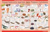 CAIXA CATALUNYA I PRESÈNCIA PRESENTEN LA COL·LECCIÓ ... · Invertebrats marins dels Països Catalans Esponges, cnidaris, ascidis, crustacis, equinoderms i altres CAIXA CATALUNYA