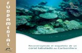 Reconstruyendo el esqueleto de un coral tabulado del Carbonífero · 2020-03-28 · La historia de nuestro planeta está repleta de grandes hitos, donde cambios en la vida generaron