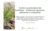 Cultivo sustentável de halófitas –Potencial agrícola, alimentar e ...voluntariadoambientalagua.apambiente.pt/.../50palestra_olhao_halofi… · Modo de cultivo S. patula S. ramosissima