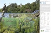 Ecosistemes de Catalunya Riu EbRE › mediamb › publicacions › Posters › 11_Ebre.pdfEcosistemes de Catalunya El riu Ebre neix a la serralada Cantàbrica i recull les aigües