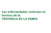 Las enfermedades venéreas en bovinos de la PROVINCIA DE LA ...ºblicos/INIA Tacuarembó... · Las enfermedades venéreas en la Provincia de La Pampa. 74%. 1986 - PREVALENCIA EN RODEOS