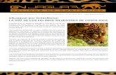 GNJaguar por GreenNoise: LA VOZ DE LOS FELINOS SILVESTRES ...eunicebrenes.weebly.com › uploads › 2 › 7 › 6 › 9 › 27696655 › gnjagua… · voz de los felinos es un tema