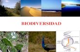 BIODIVERSIDAD - WordPress.com · 2020-03-21 · BIODIVERSIDAD: Es la variedad de organismos considerados a todos los niveles: genético, taxonómico y ecosistémico.