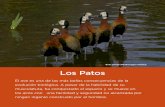 Sirirí pampa (Dendrocygna viduata) Los Patosargentinambiental.com/.../pdf/AA52-58-Anatidos_los_Patos.pdfLos Patos El ave es una de las más bellas consecuencias de la evolución biológica.