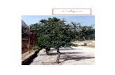 L™alzina - El Web Educatiu IBweib.caib.es/Recursos/arbres_escola/arbreprof3.pdf · 2003-03-14 · 1. Identificar qualcuns dels elements principals de l™entorn natural pròxim: