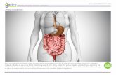 Esquemas Anatomicos 1 - gastroeducacion.com · MATERIAL DE APOYO / ESQUEMAS ANATÓMICOS ... hígado, vesícula biliar y páncreas. Se debería tener en cuenta que el bazo no es parte
