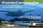 Conservación en Campeche, La tortuga marina · la preservación de los ecosistemas EN ESTE NÚMERO 17 13 6 VIENTO EN POPA PROYECTOS EN MARCHA Los caracoles marinos en Campeche. en