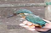 Estudi dels ocells del Parc municipal de La Mitjana (Lleida). · Estudi dels ocells del Parc municipal de La Mitjana (Lleida). 5 1. INTRODUCCIÓ Els ocells m’han interessat des