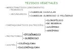 TEJIDOS VEGETALES · 2017-03-06 · tejidos vegetales • tejidos conductores •secretores . tejidos meristemÁticos • cÉlulas pequeÑas, nÚcleo grande y pared celular muy fina