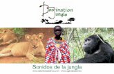 DescubreUganda,lasmaravillasenelecuador · incluyendo las especies de primates en peligro de extinciòn. Destination Jungle cree en el “turismo sostenible”, interviniendo y sensibilizando
