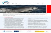 Delfín mular en el mar de Alborán - IUCN · Unión Europea Fondo Europeo de Desarrollo Regional Invertimos en su futuro Con el apoyo de Delfín mular en el mar de Alborán • El