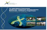 La genética francesa para las cadenas productivas bovinas ...en.france-genetique-elevage.org/.../fge...bovinas_ovinas_y_caprinas.pdf · 50 razas bovinas, ovinas y caprinas en programas